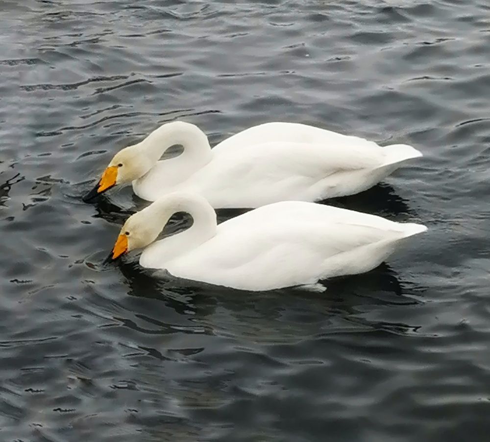 Photograph by Оксана Кабакова