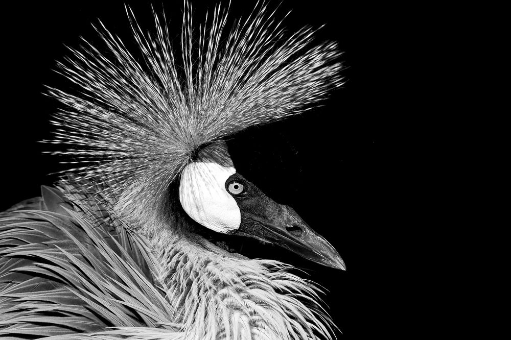 Фотография автора Faller Tamás