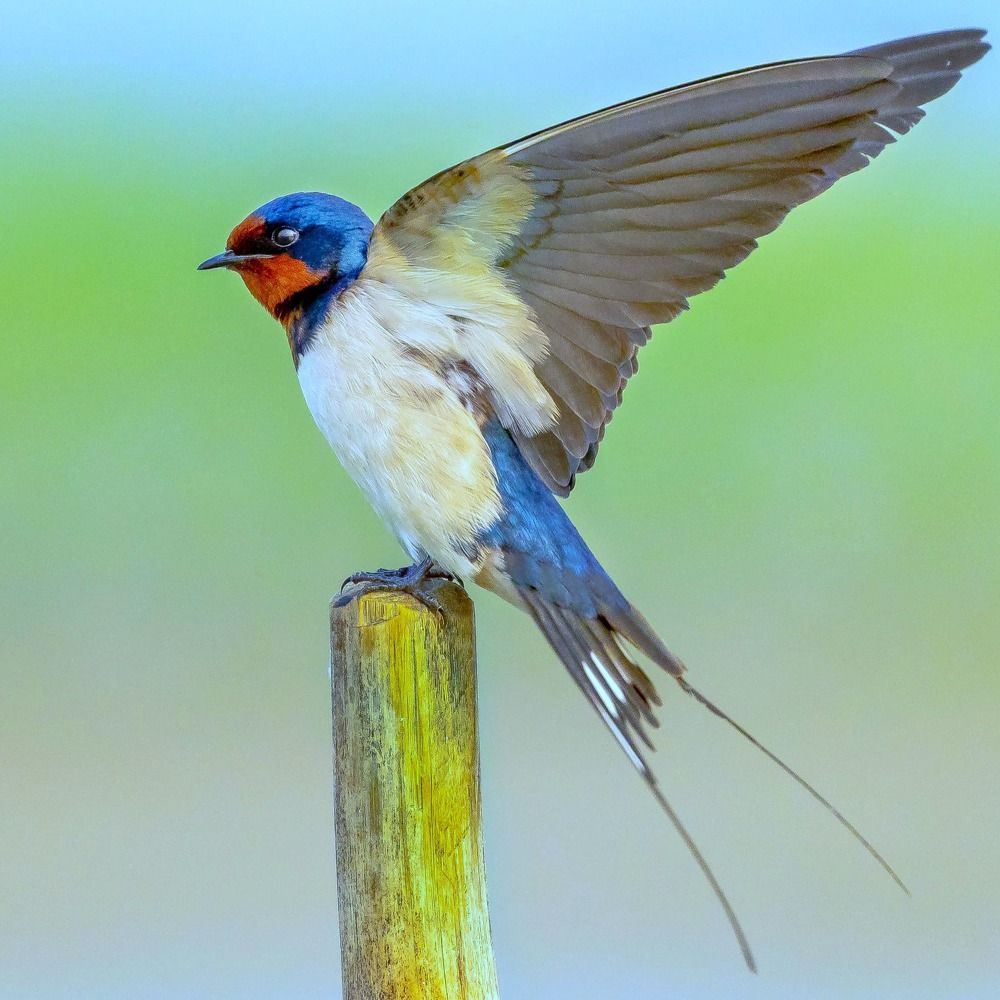 Photograph by SOUVIK KUNDU