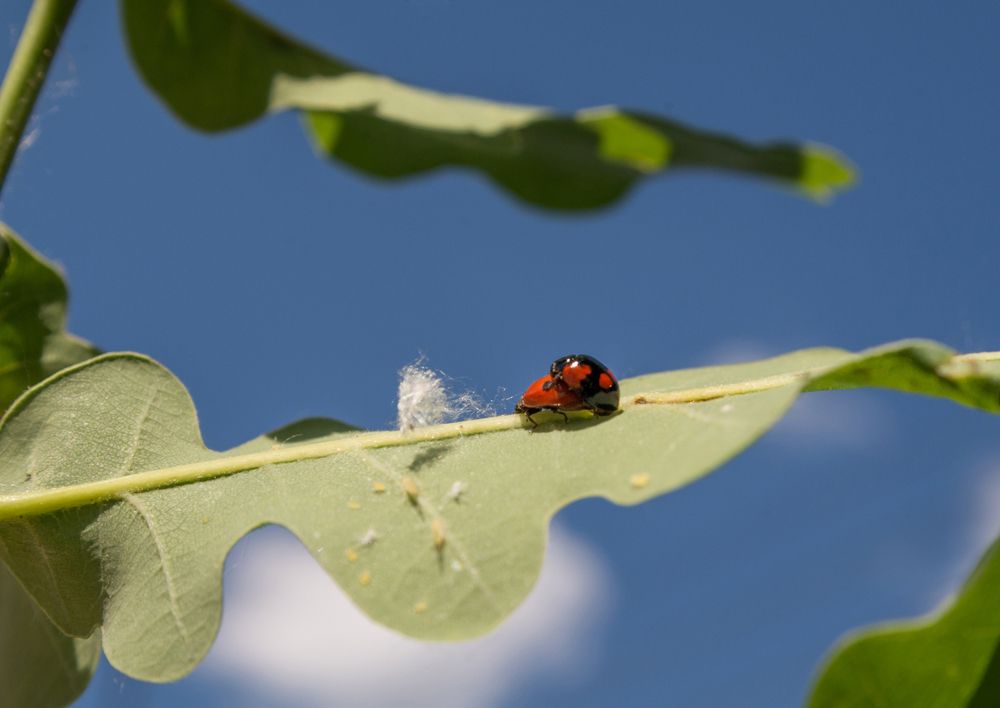 Photograph by Эрик Турман
