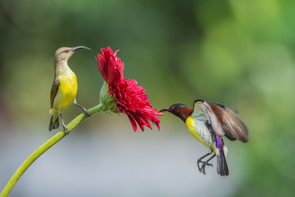 Photograph by BISWAS CHINMOY
