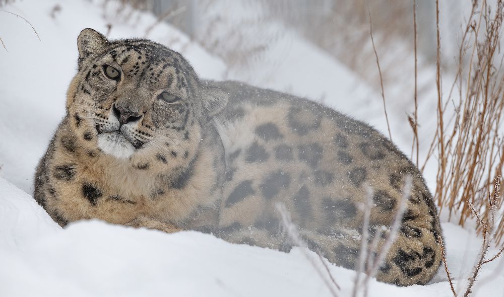 Фотография автора Myrzabek Ozubekov