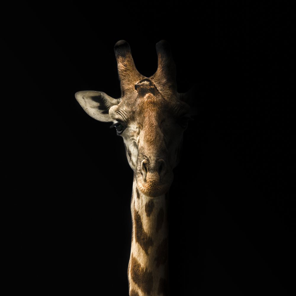 Photograph by Rajeeb Bharali