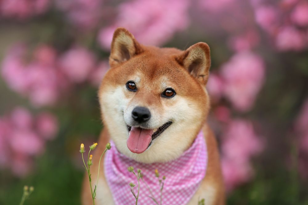 Photograph by Ирина Андреева