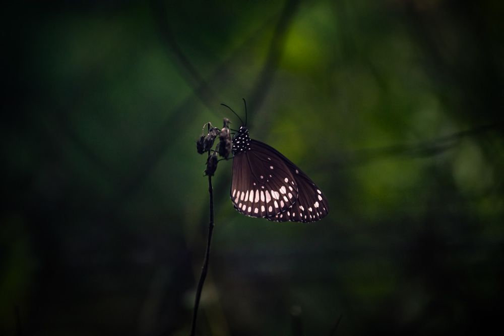 Photograph by Bragadeesh R