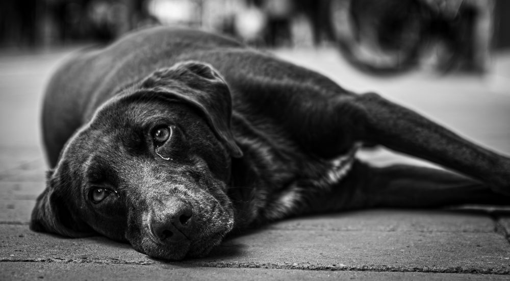 Фотография автора Lina María González Triana