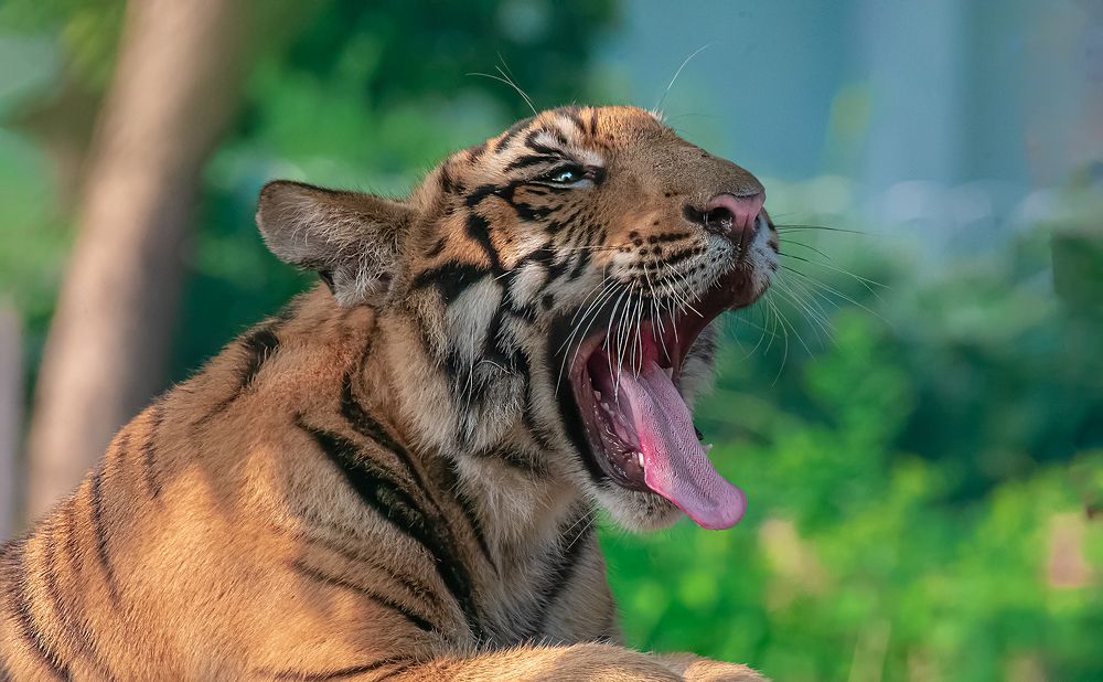 Tiger Yawn