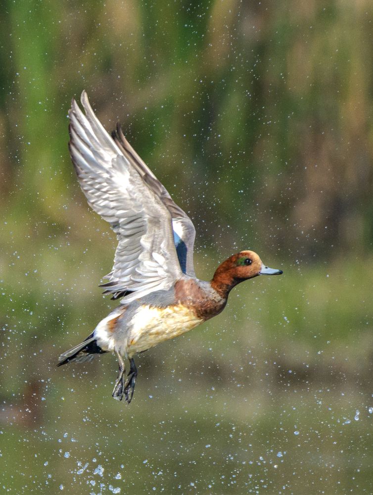 Photograph by Soumendu Das