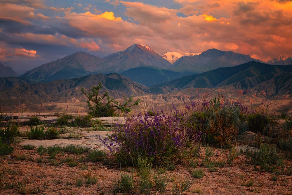 Розовый вечер