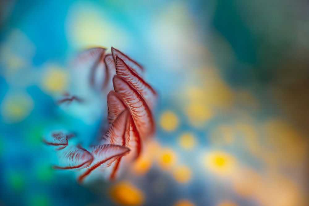 Photograph by Shinto K Anto