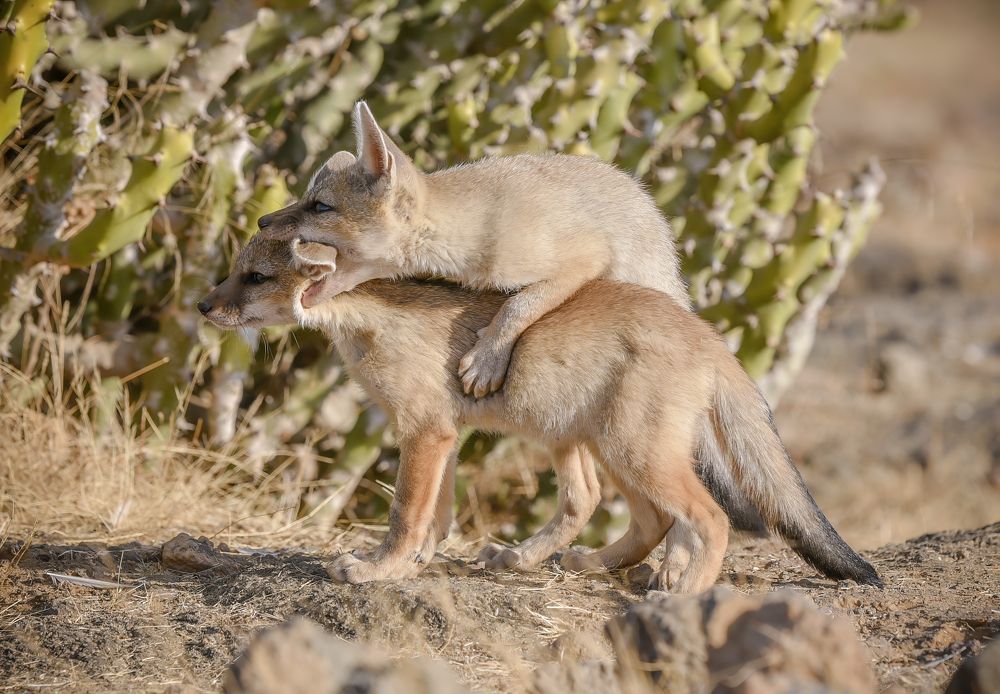 Photograph by somil makadia