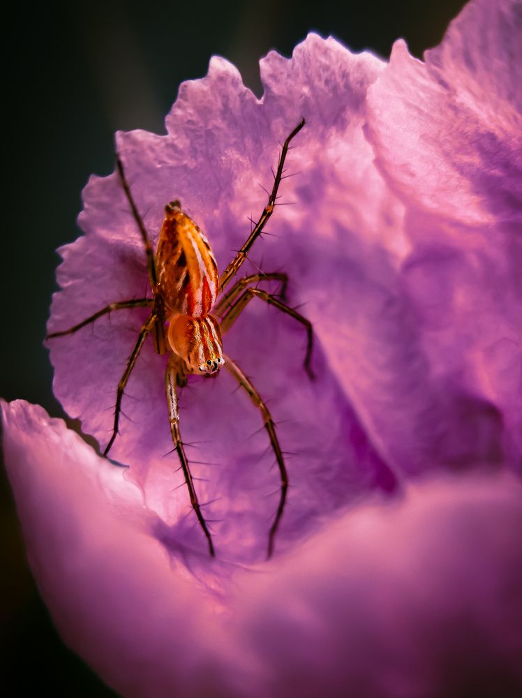 Spider during Golden Hour