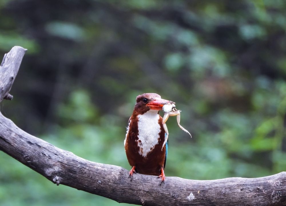 Kingfisher with kill