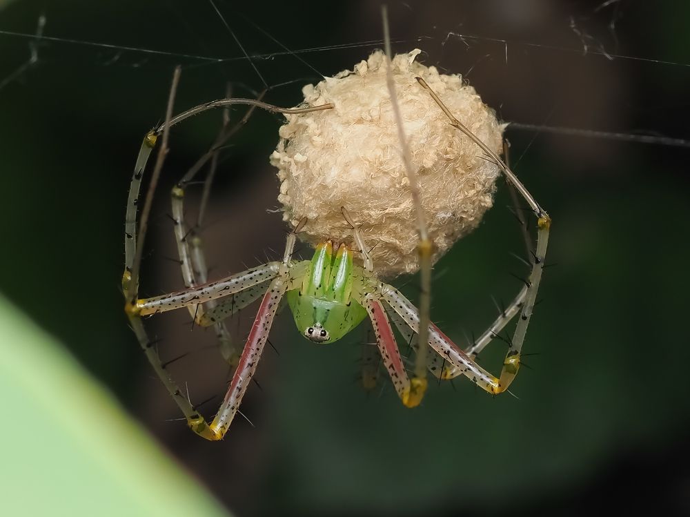 Photograph by South Indian Macro lens