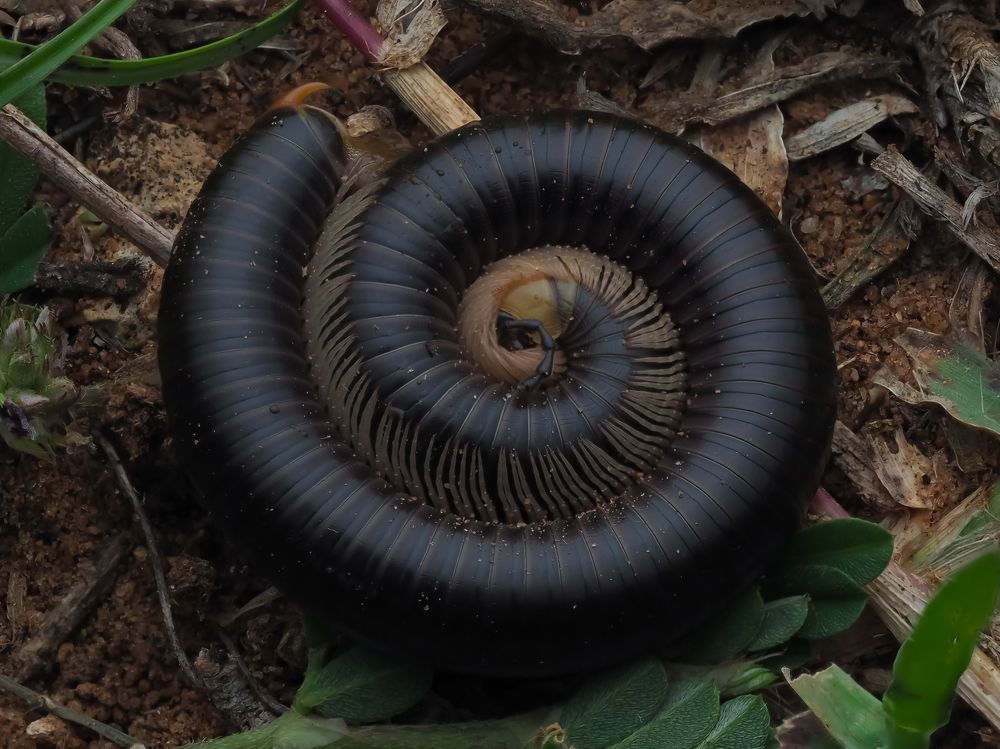 Photograph by South Indian Macro lens