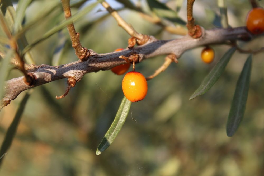 Photograph by Юлия Рыбинцева