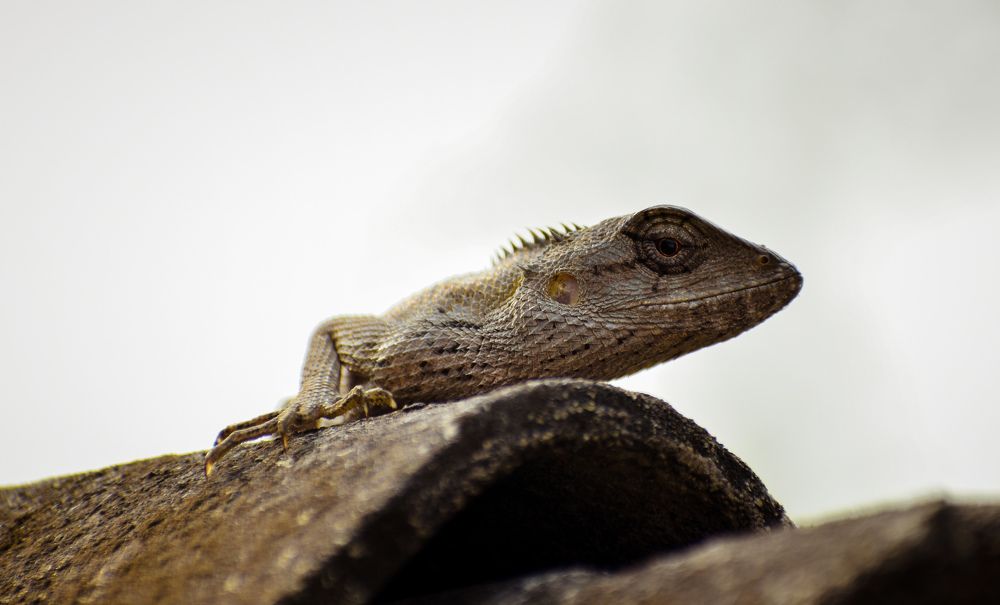 Oriental Garden Lizard