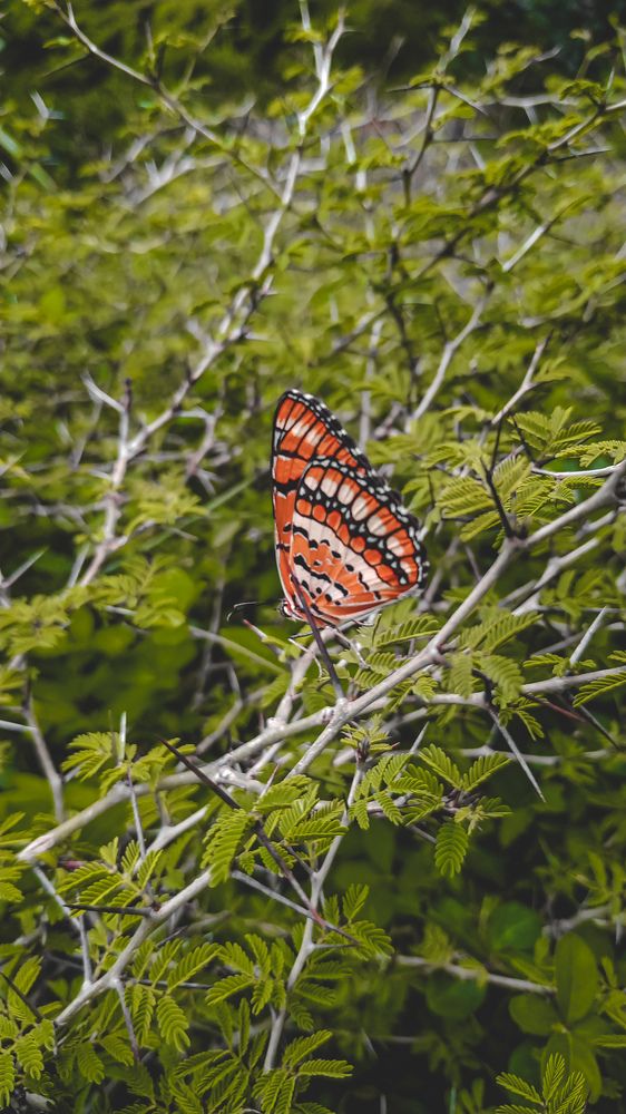 Photograph by Venu Peyyala