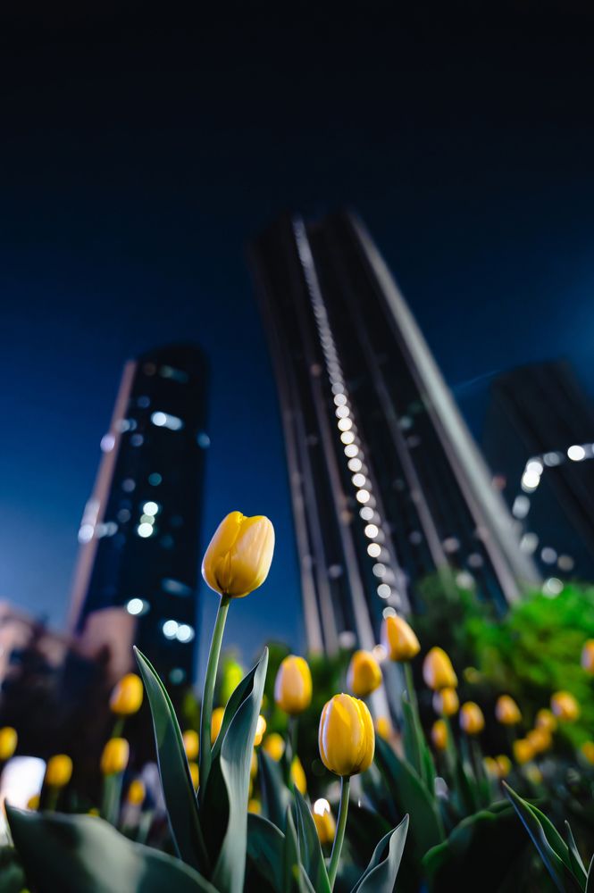 Тюльпаны на фоне ночной Астаны