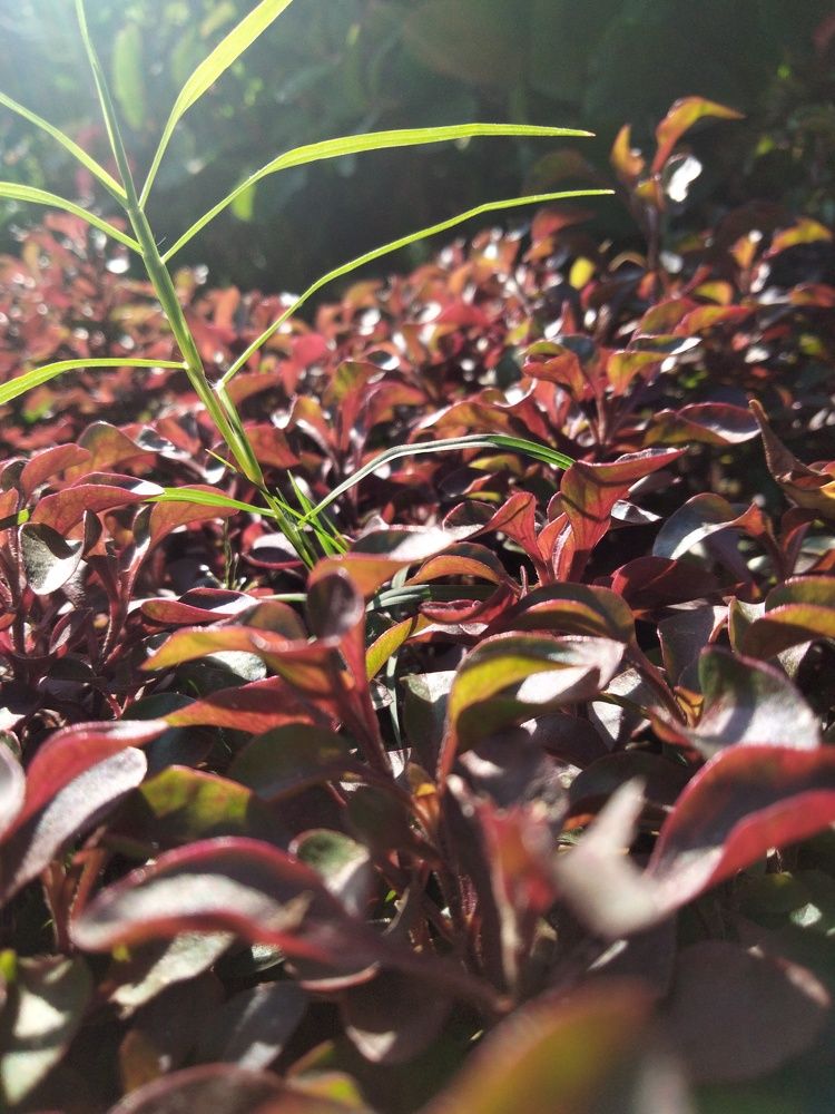 Photograph by Batool Sana