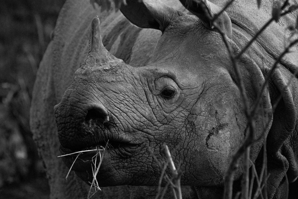 Photograph by Pinak Paul