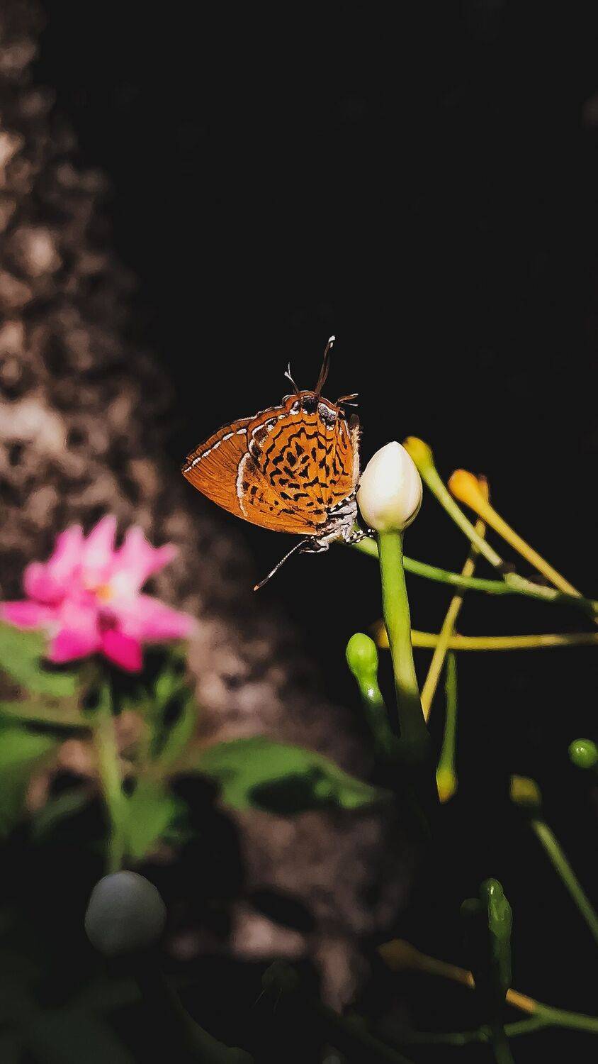 Symbol Of Love