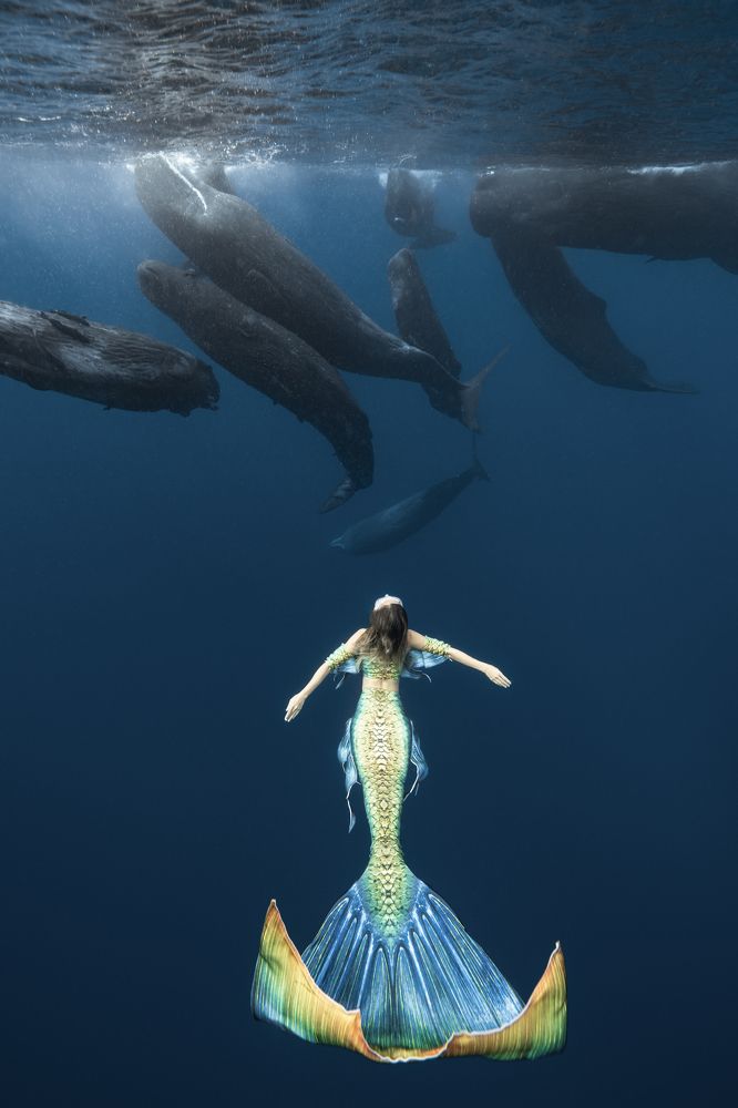 Mermaid dream