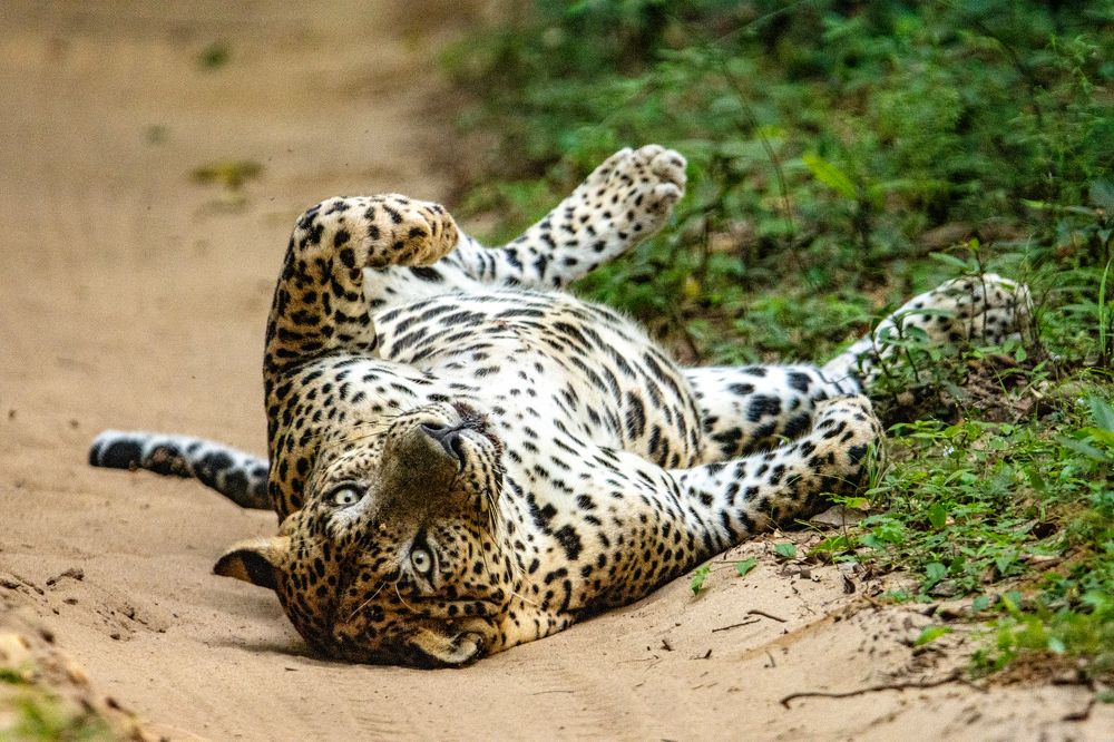 Photograph by Isuru Ranadheera