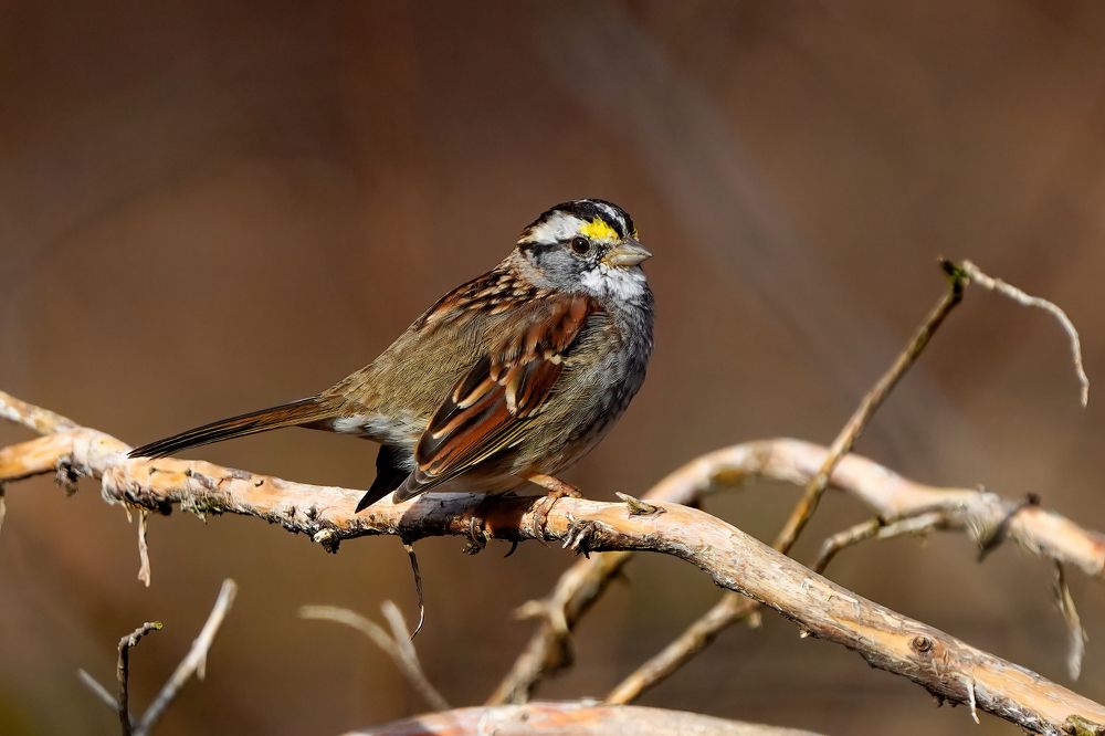 Photograph by Csaba Toth