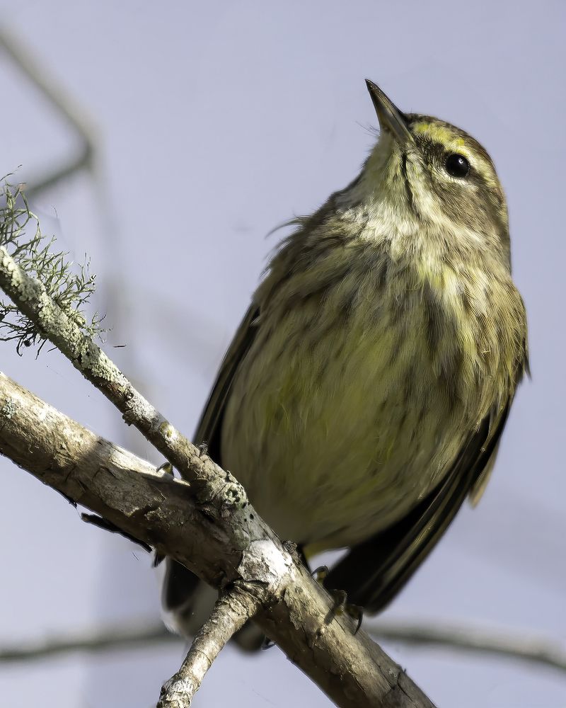 Фотография автора Ray Asiala