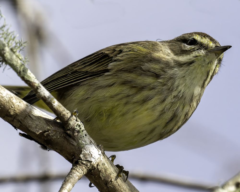 Фотография автора Ray Asiala