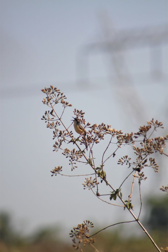 Photograph by A ANKITA RANI