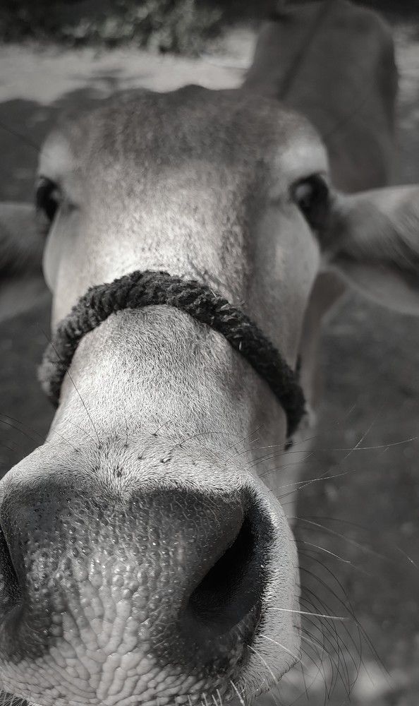 Photograph by Vibhav Jodh