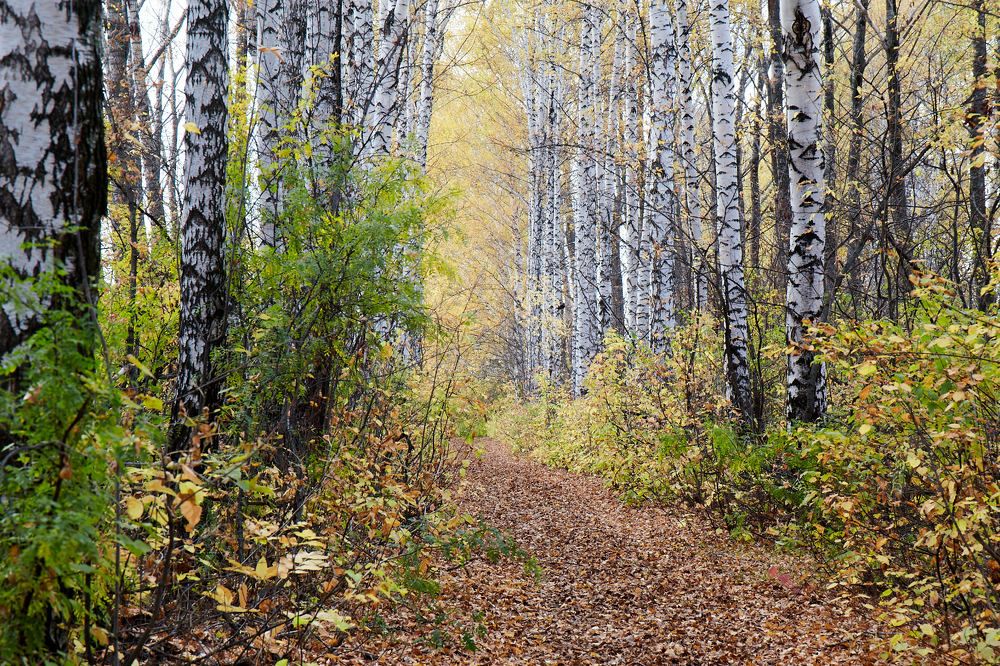 Осень в берёзовой роще