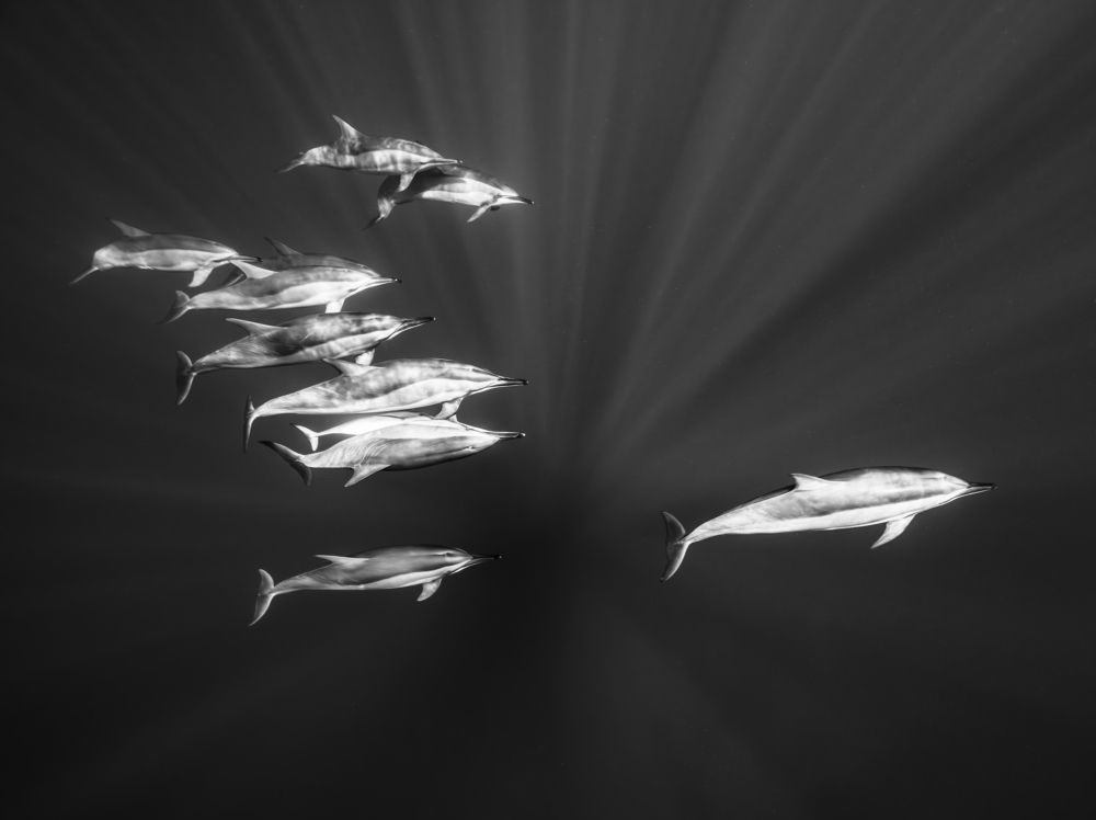 Dolphin formation