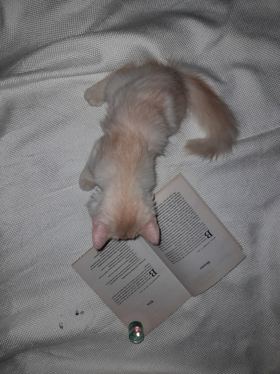Bookworm cat