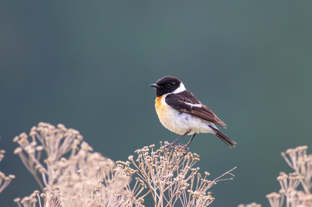 Фотография автора Гурьевских Евгений
