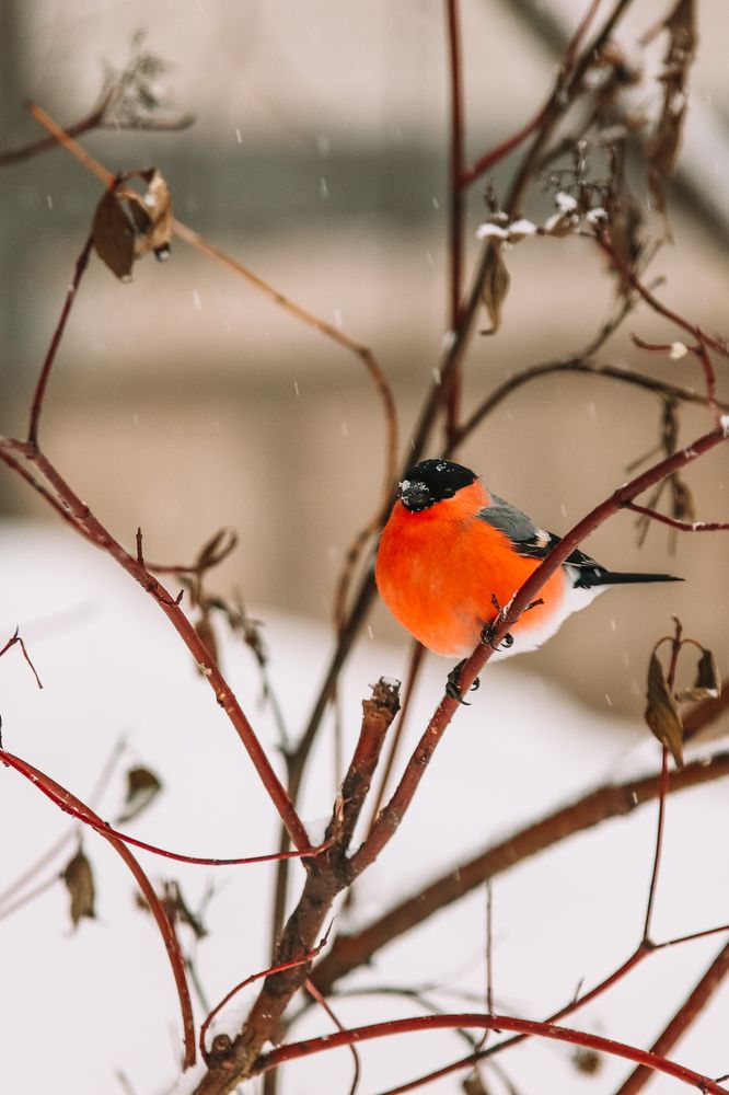 Photograph by Алексей Голубев