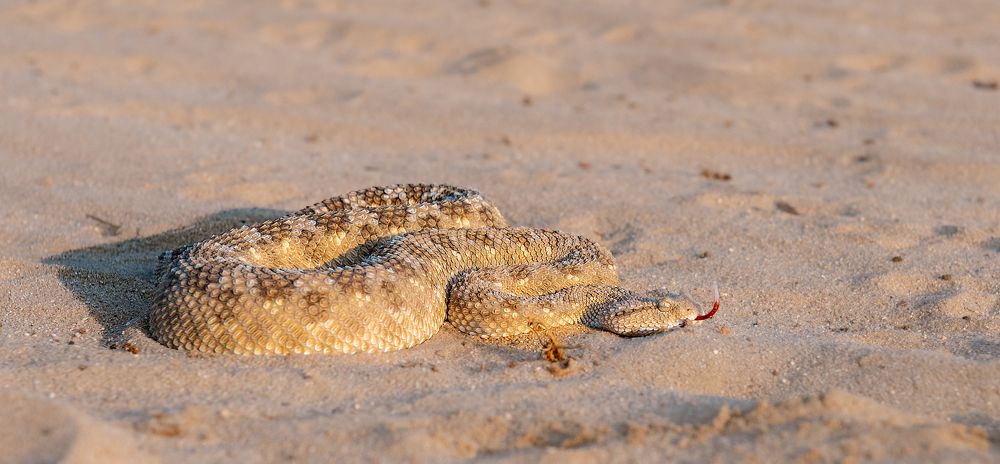 Фотография автора Sajeev Krishnan