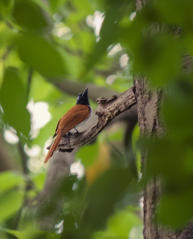 Photograph by Anshuman Pradhan