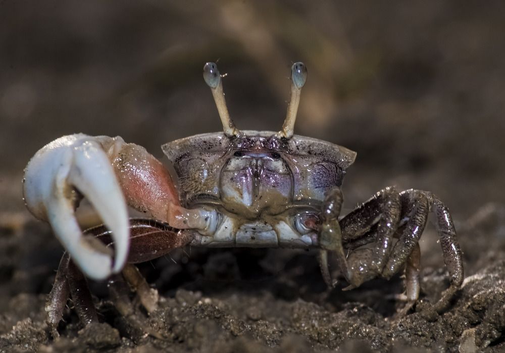 Fiddler crab male