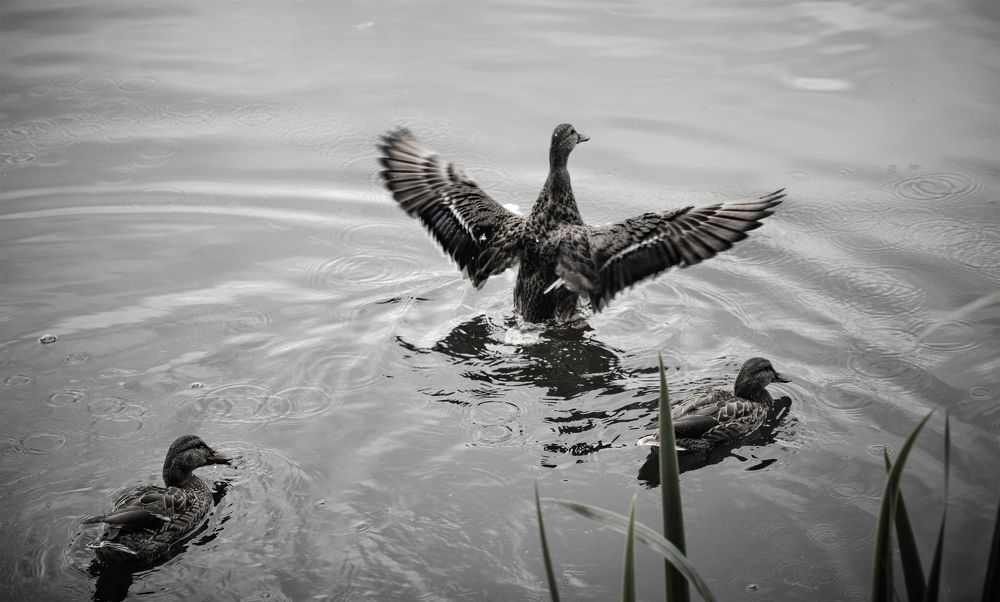 Photograph by Svetlana Gubanova