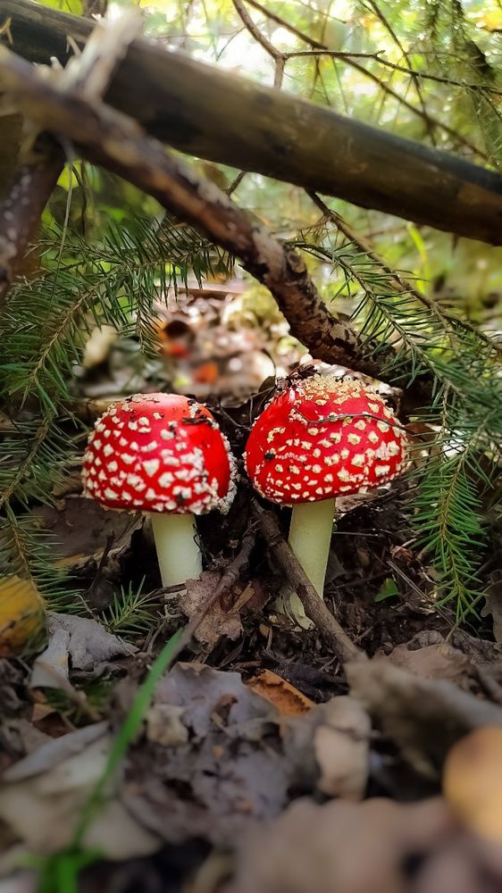 Двое из ларца