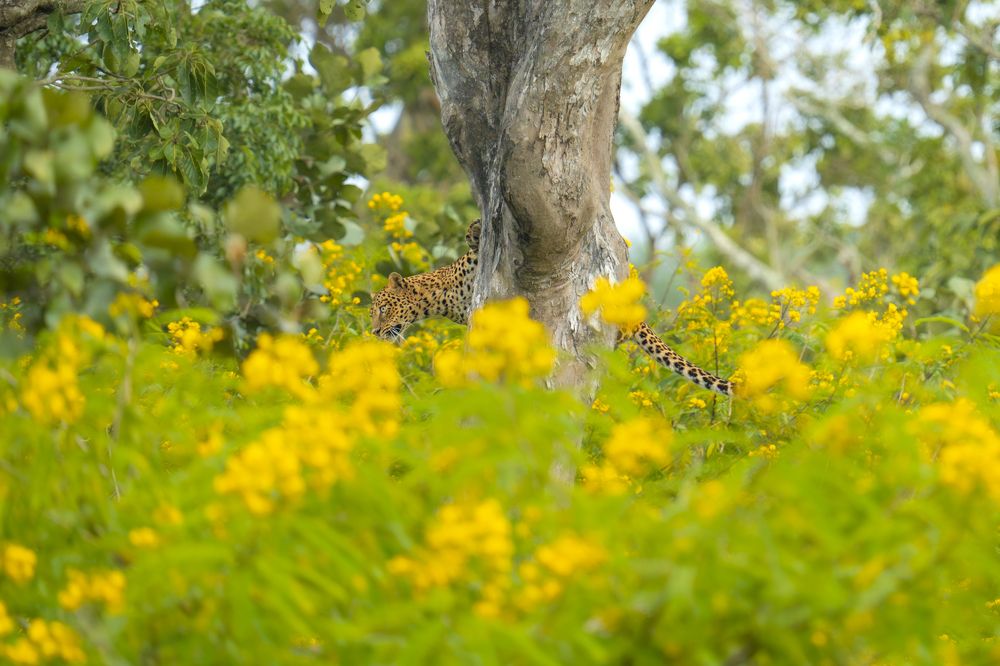 Descend of a Leopardess.