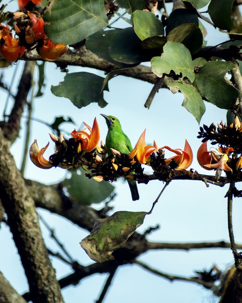 Photograph by Linkanathan Muthukumar