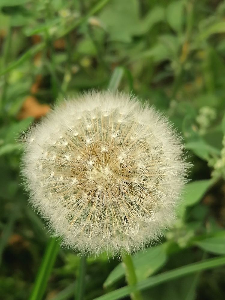Dandelion