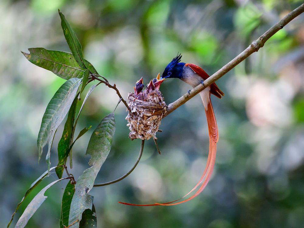 Photograph by Irene Chattopadhyay