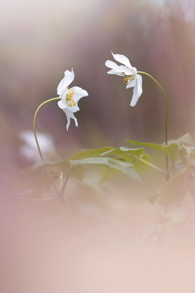 The breath of Spring