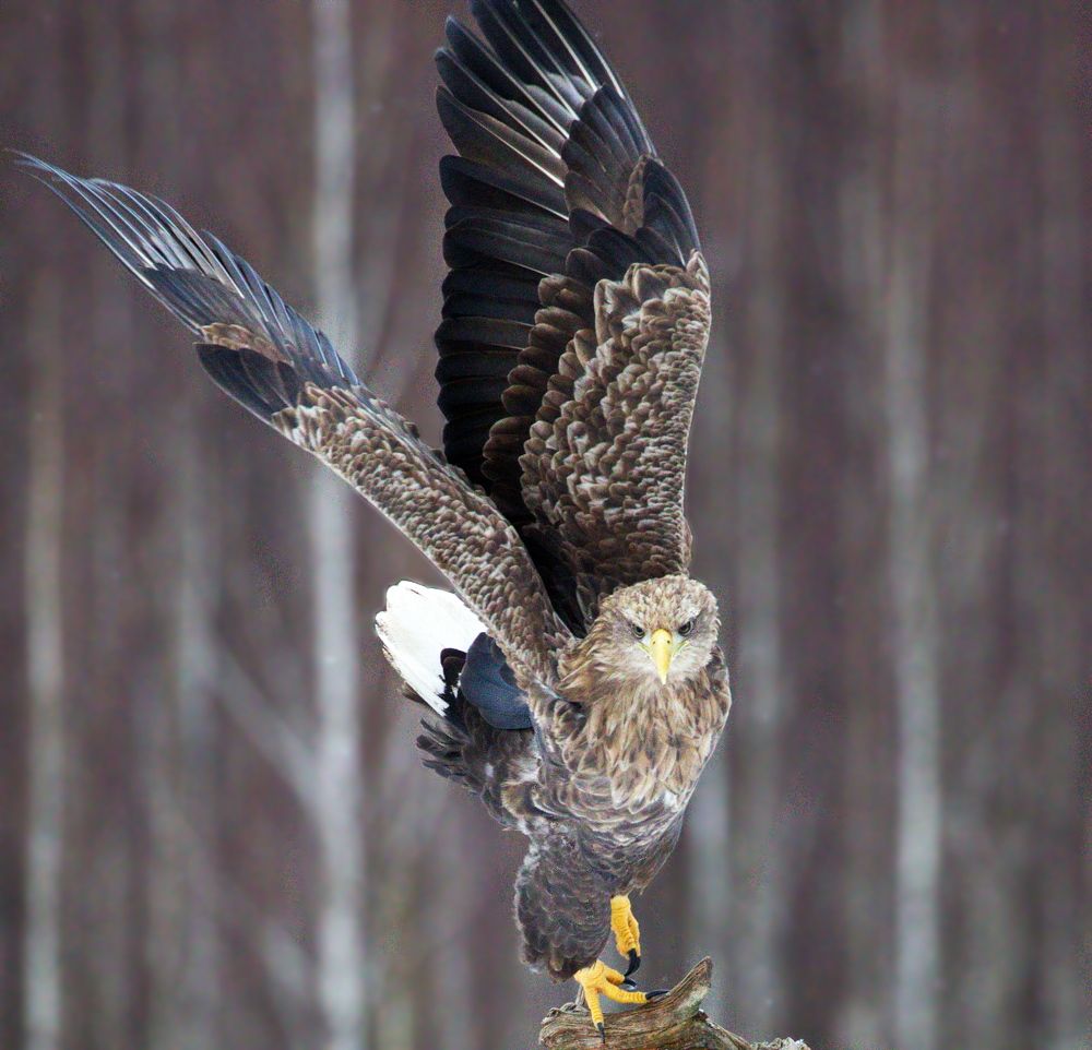 Фотография автора Aricha