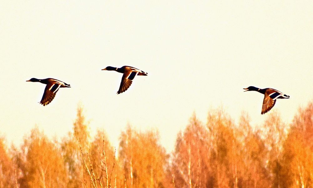 Photograph by Александр Шувалов